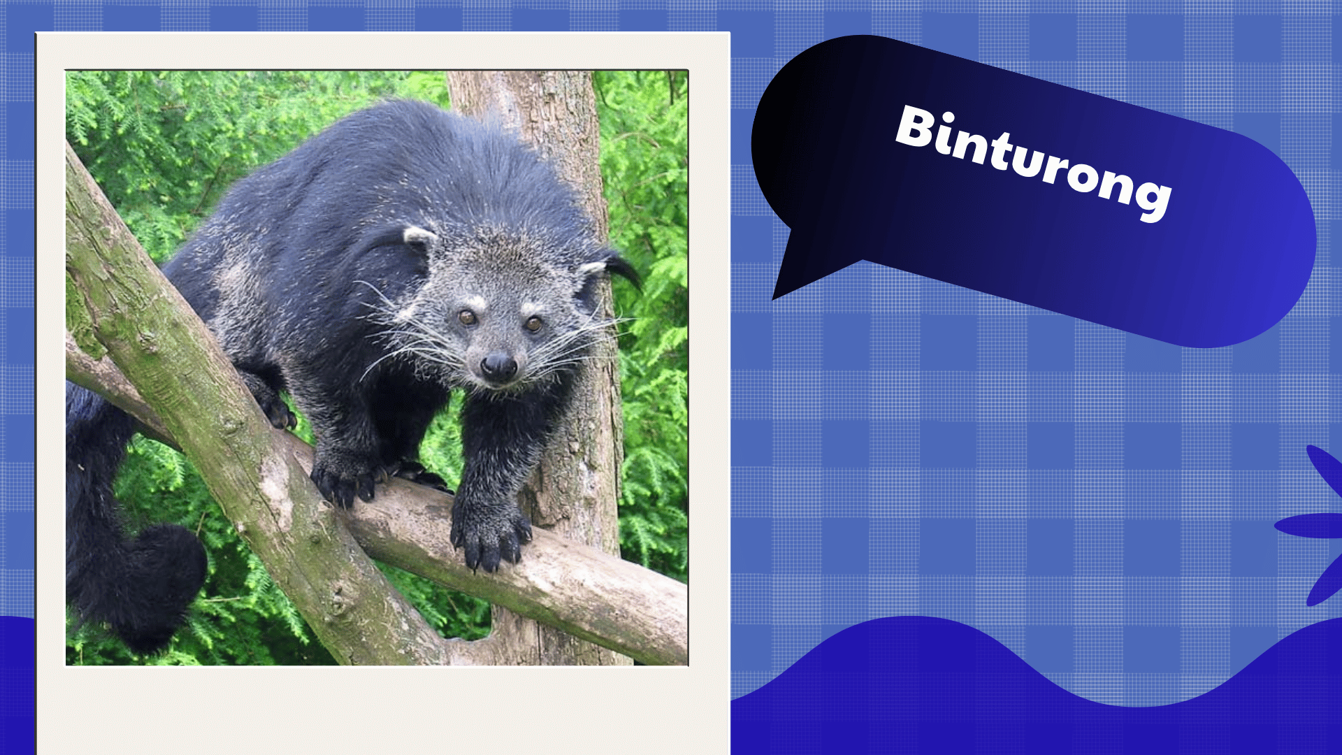 Binturong