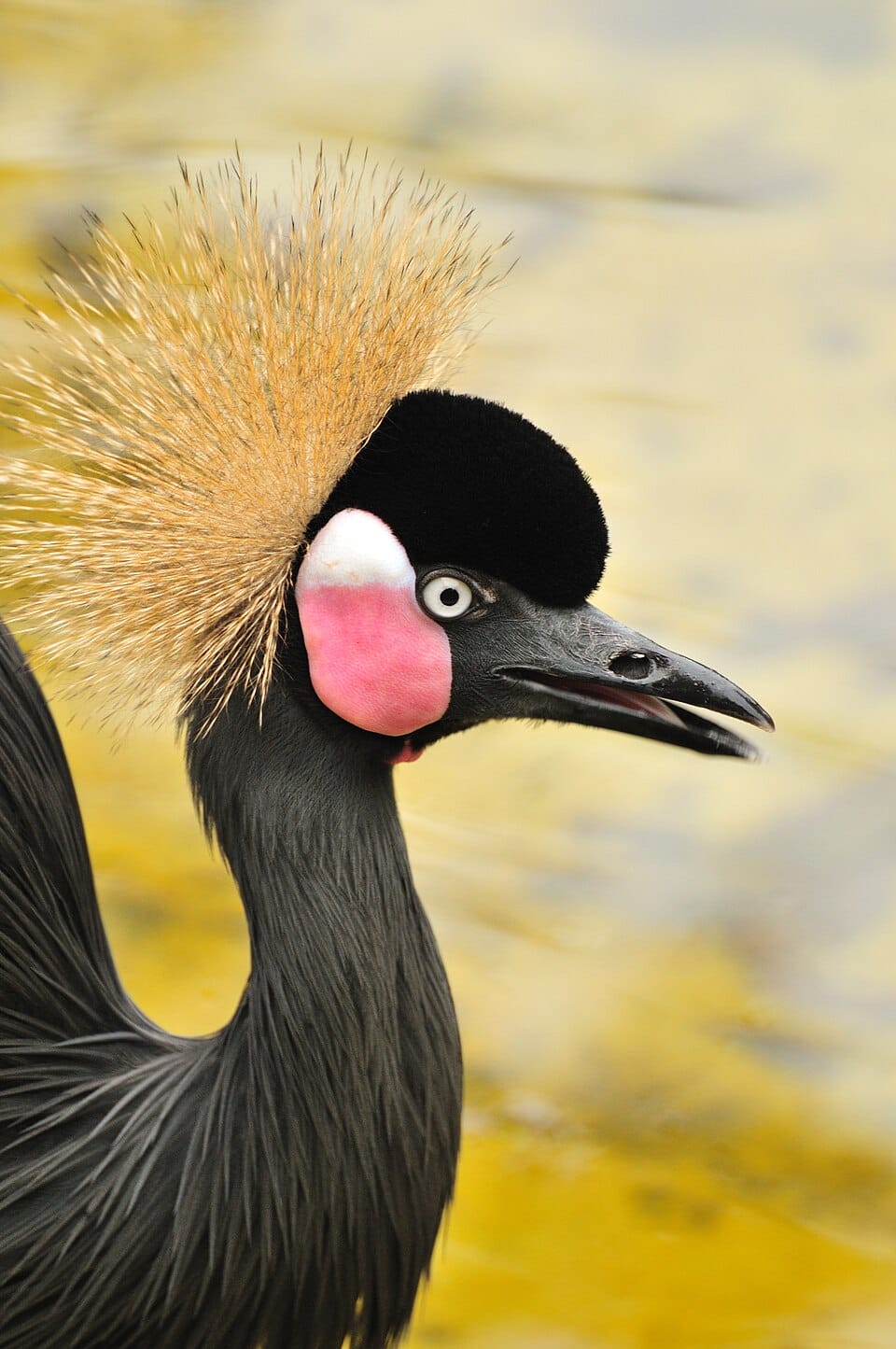 Black Crowned Crane