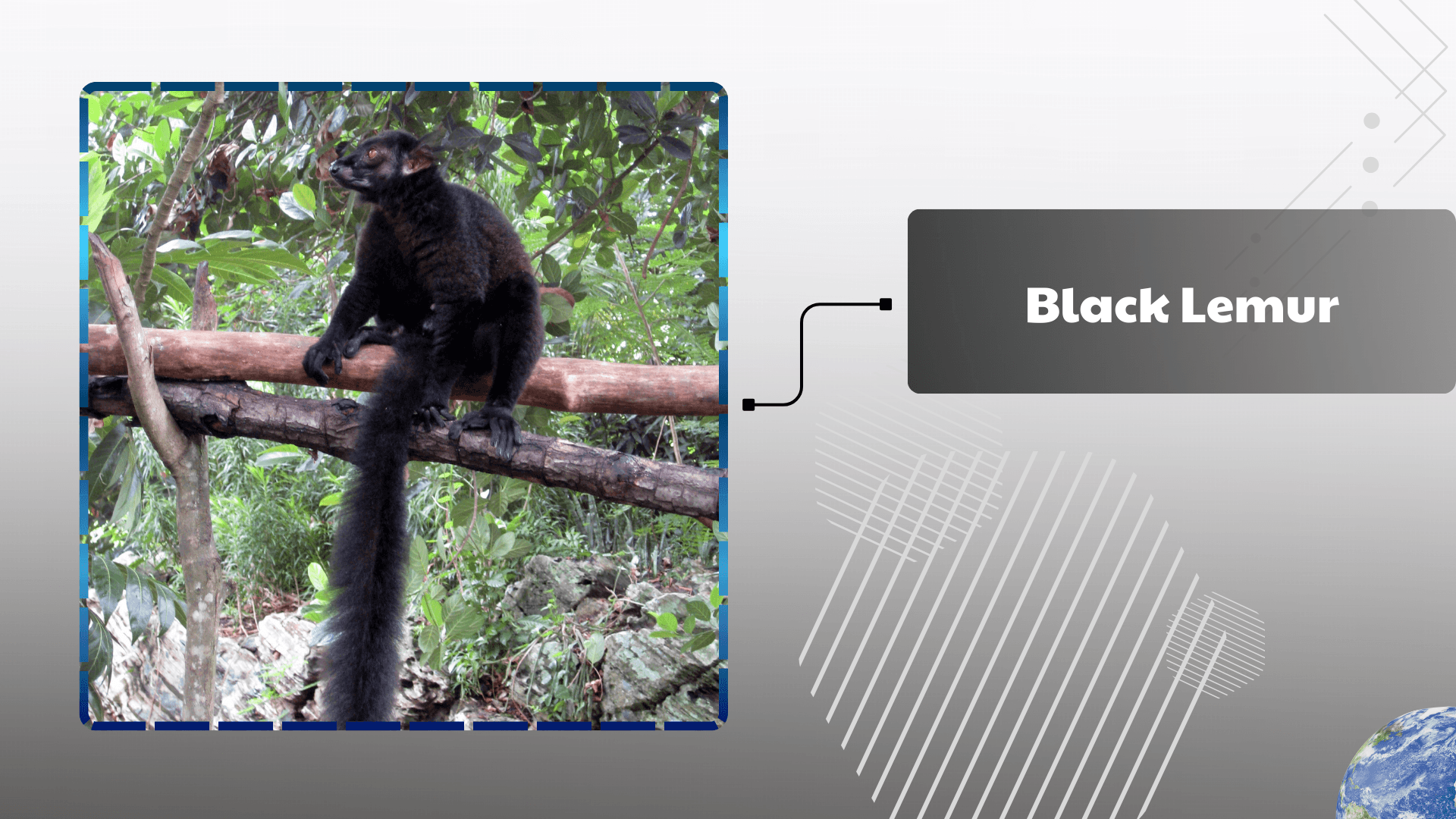 Black-Lemur