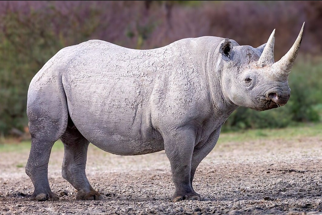 Black Rhinoceros