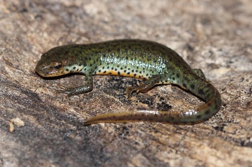 Black-Spotted Newt
