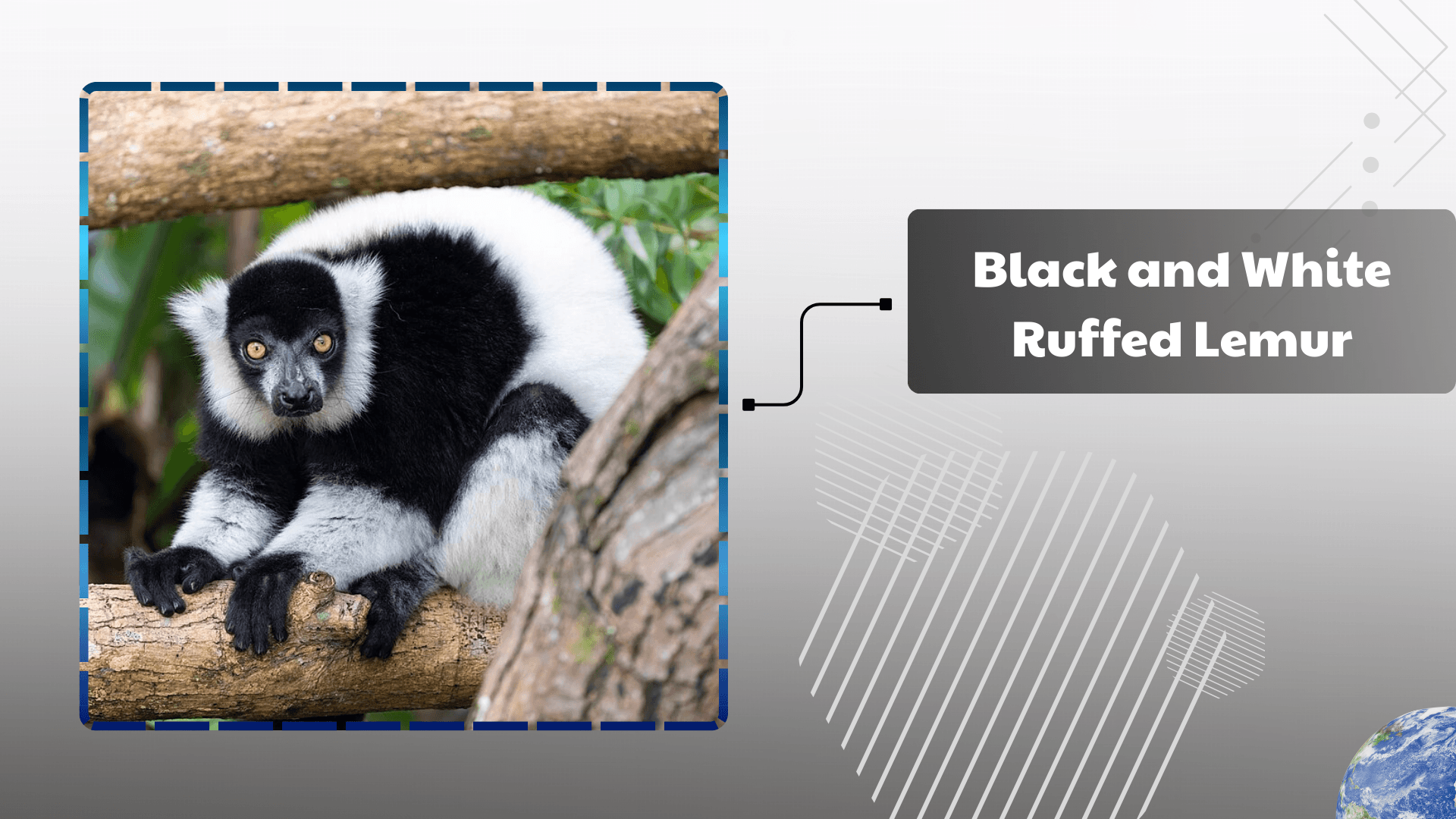 Black-and-White-Ruffed-Lemur