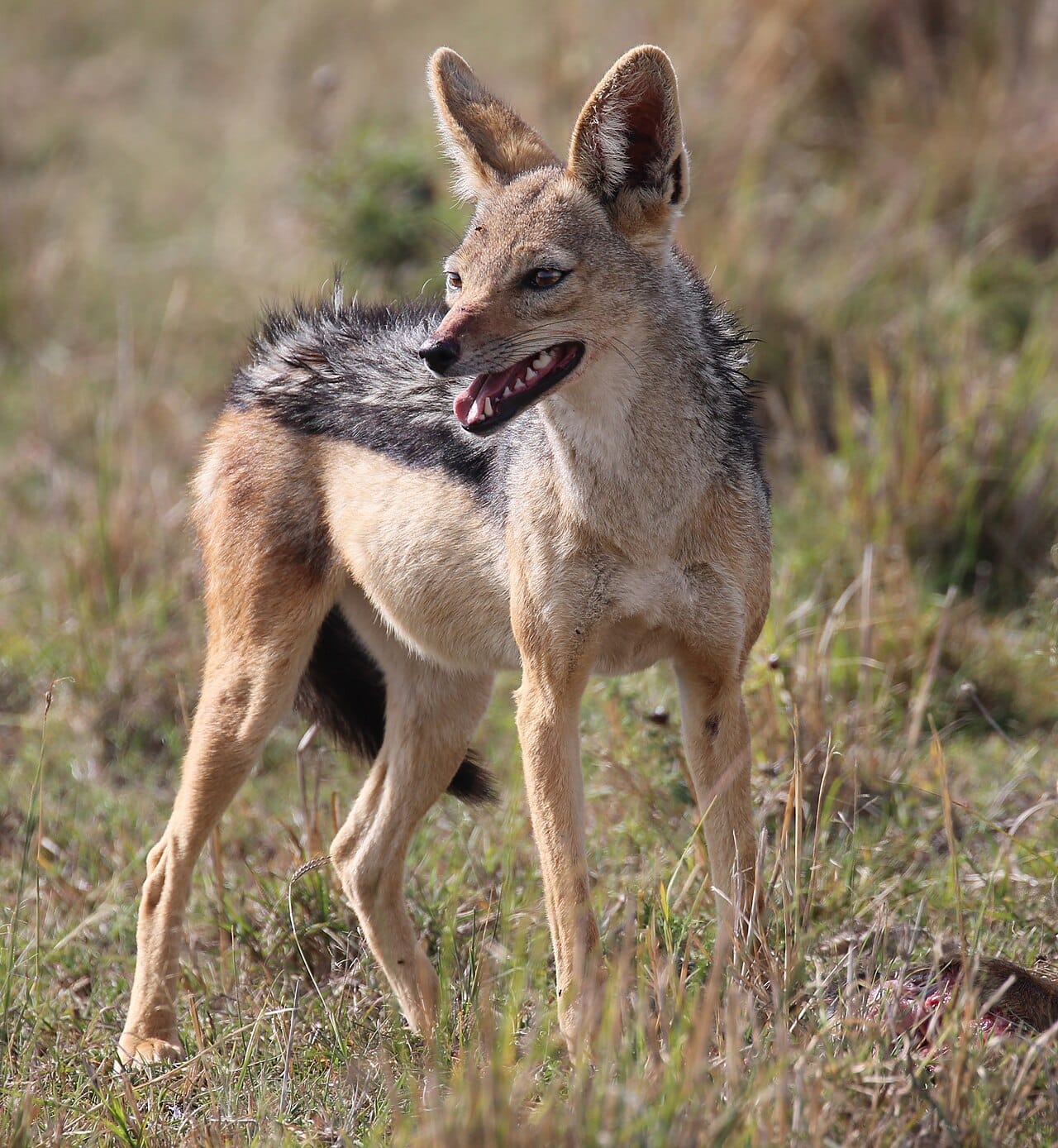 Black-backed Jackal