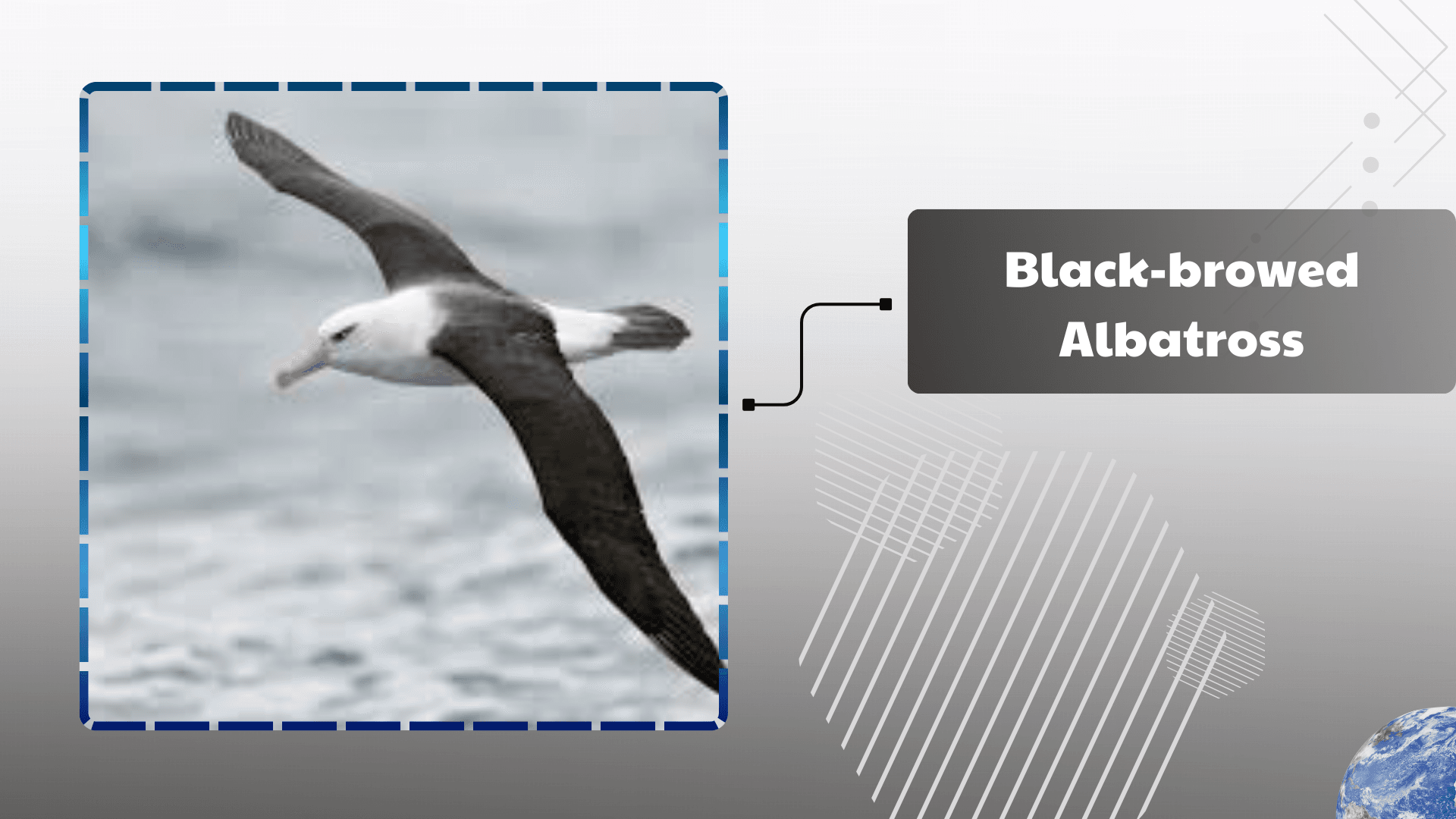 Black-browed-Albatross