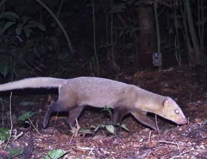 Black-footed Mongoose