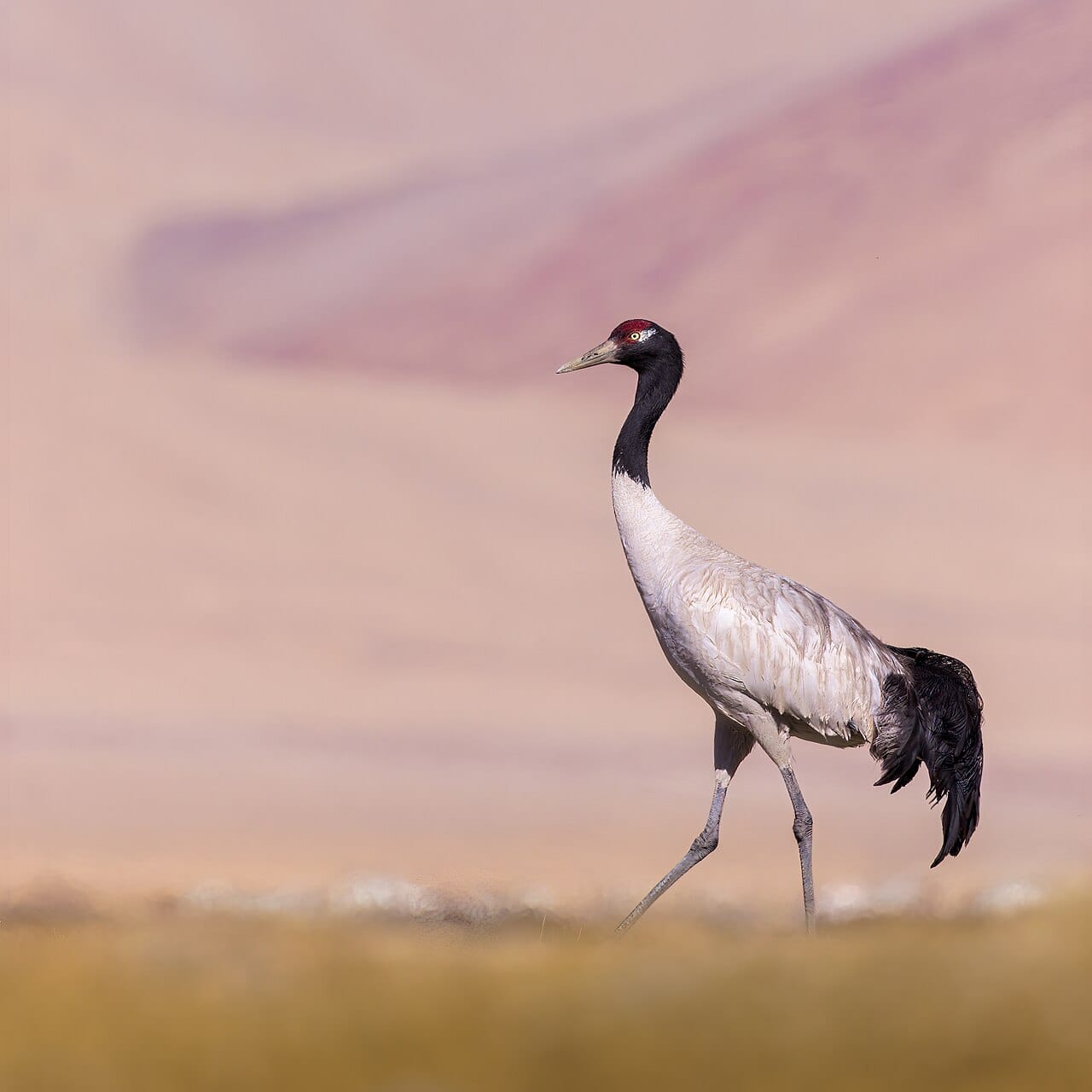 Black‑necked Crane