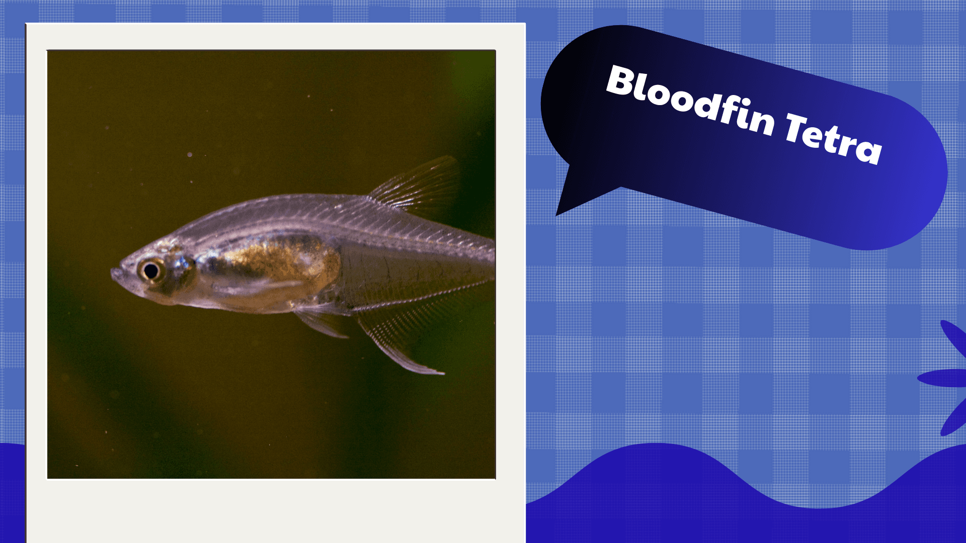 Bloodfin Tetra
