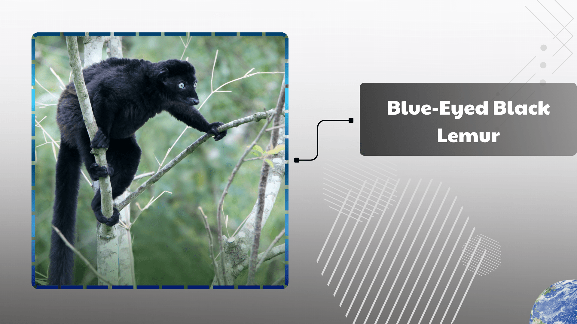 Blue-Eyed-Black-Lemur