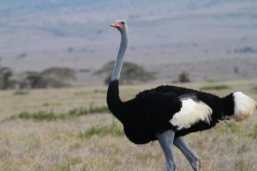 Blue-Necked Ostrich