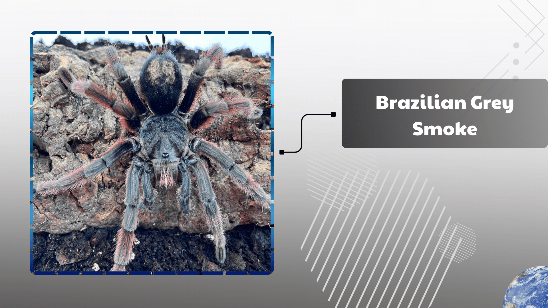 Brazilian Grey Smoke Tarantula