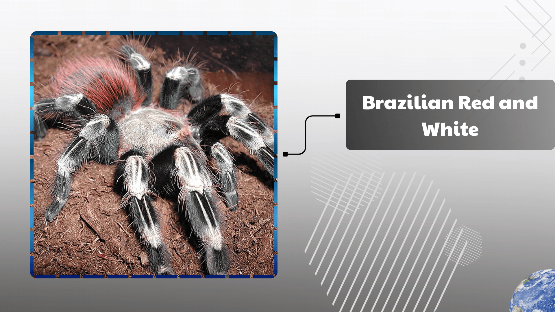 Brazilian Red and White