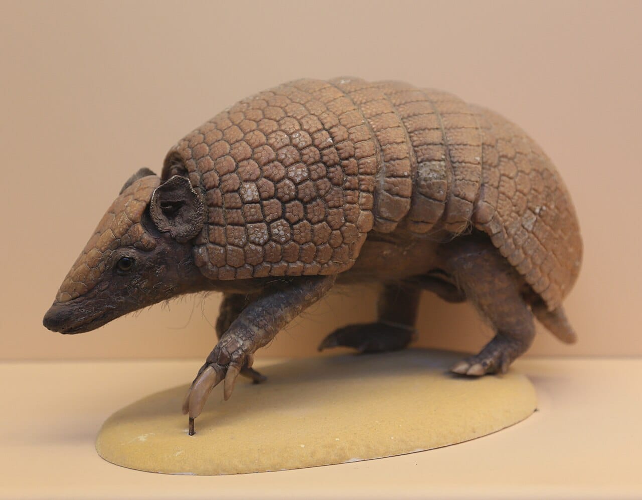 Brazilian Three-Banded Armadillo