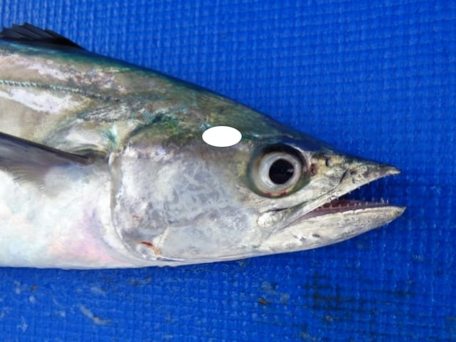 Broadbarred King Mackerel