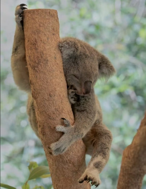 Brown Koala