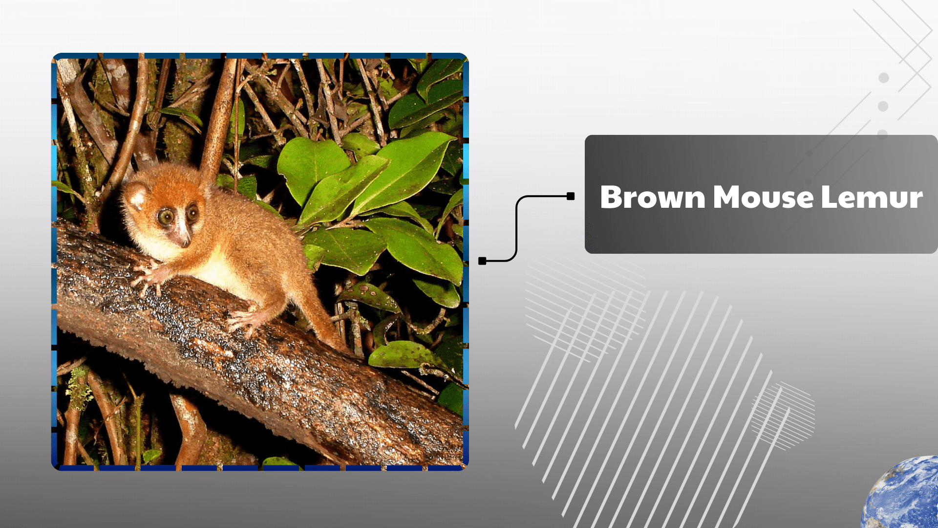 Brown-Mouse-Lemur