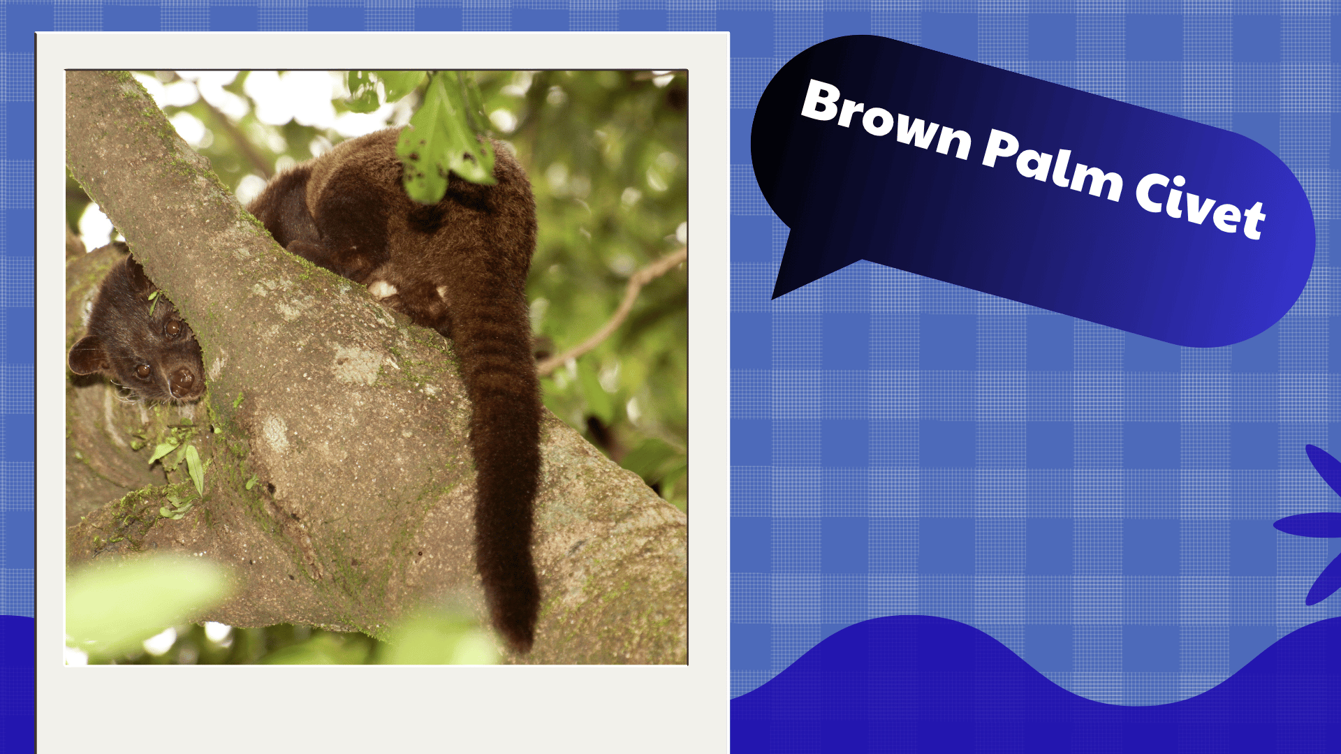 Brown Palm Civet