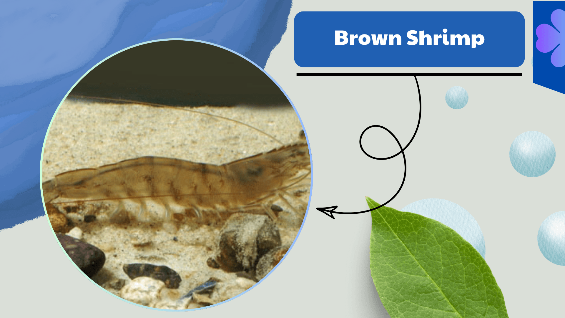 Brown-Shrimp