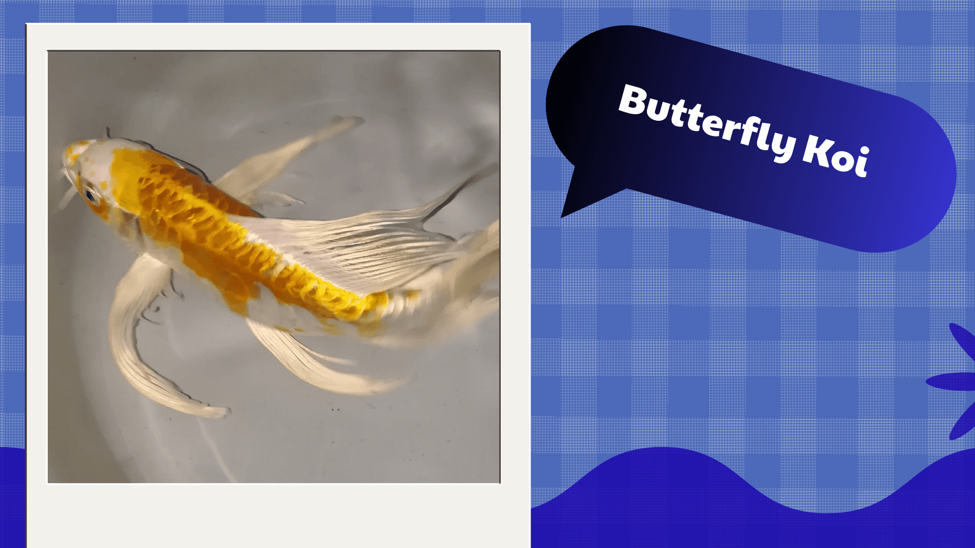 Butterfly-Koi