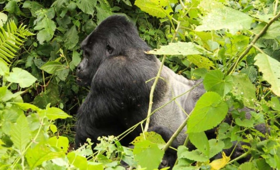 Bwindi Gorilla
