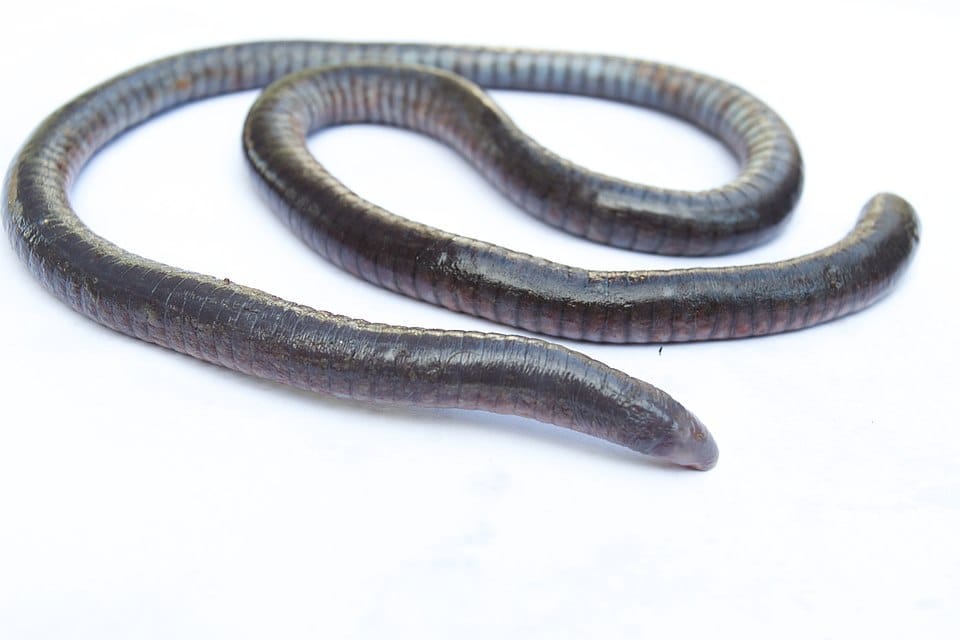 Caecilian-Worm