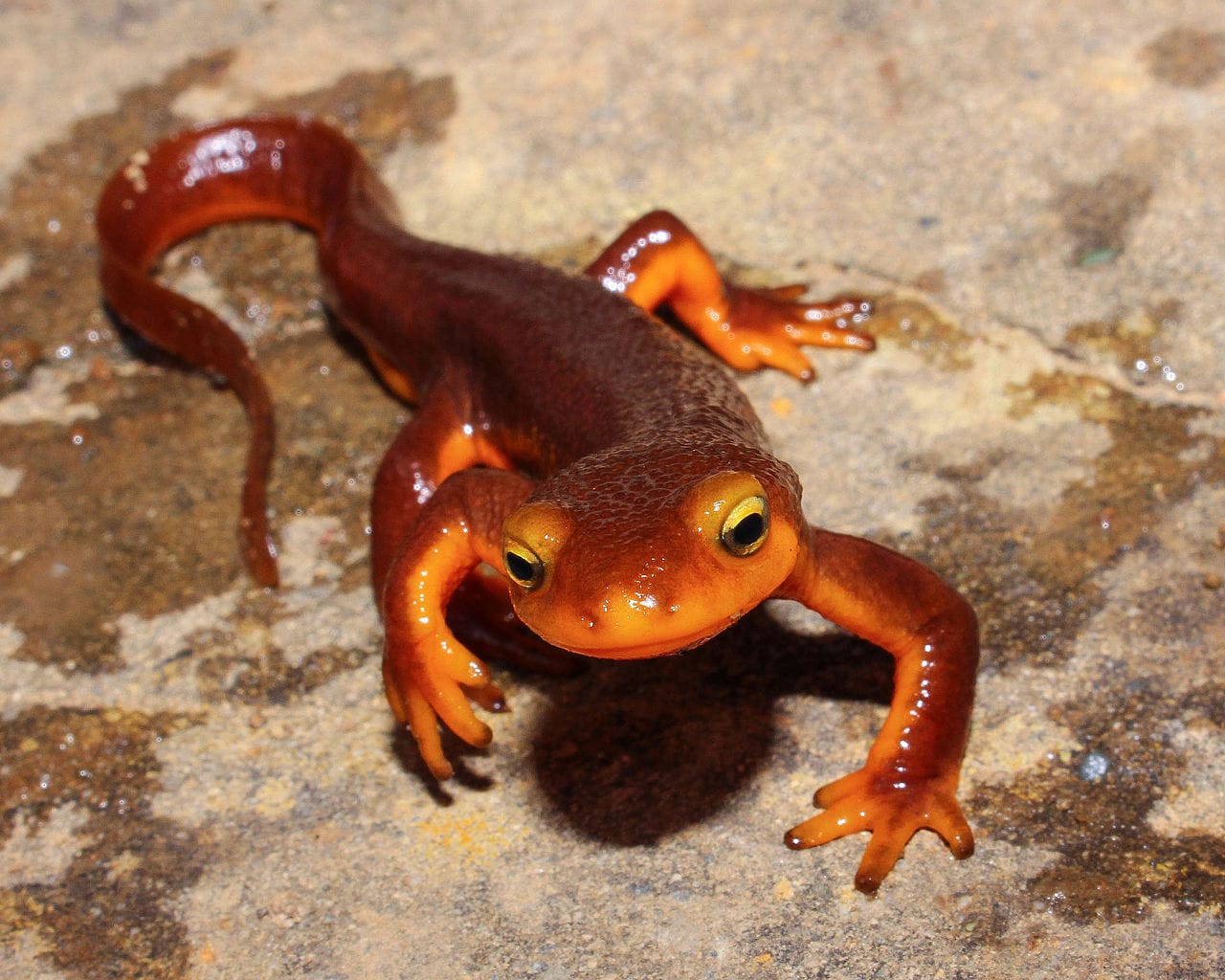 California Newt