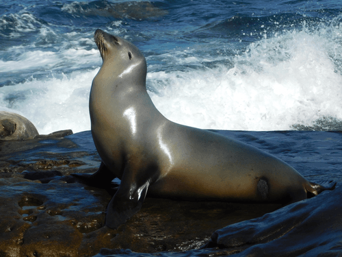 California Sea Lion
