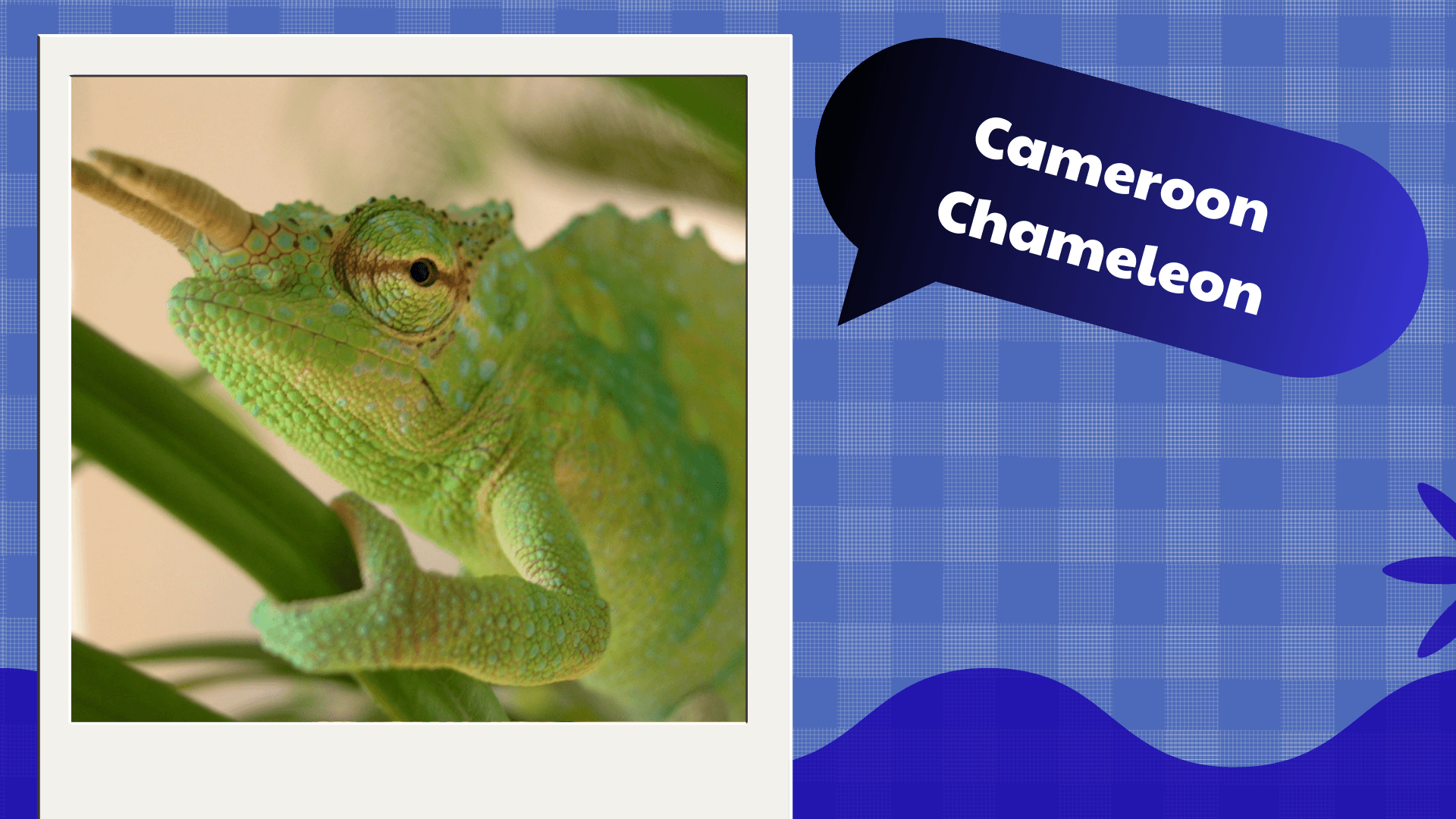 Cameroon Chameleon