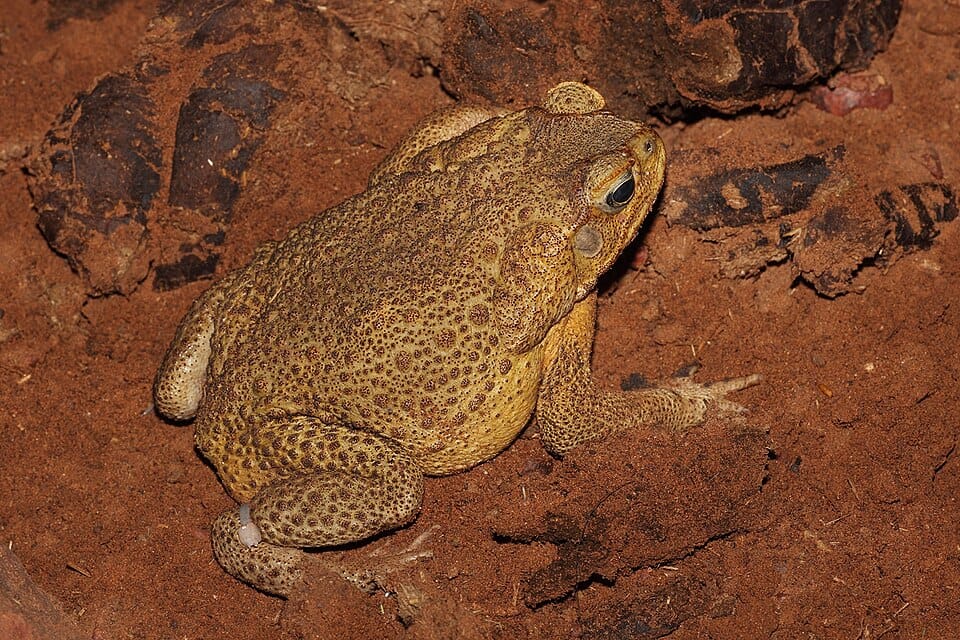 Cane-Toad