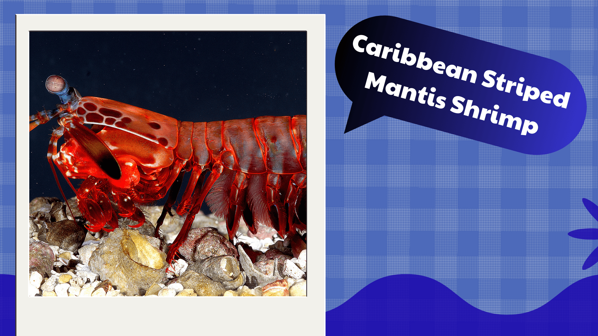 Caribbean-Striped-Mantis-Shrimp