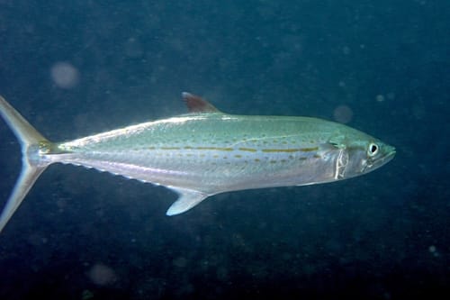 Cero Mackerel