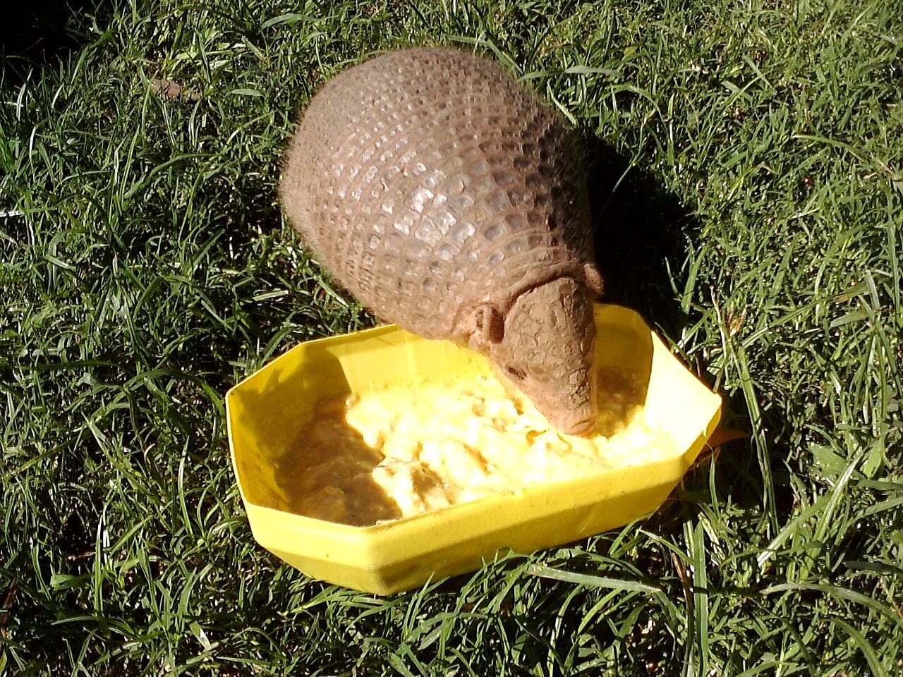Chacoan Naked-Tailed Armadillo