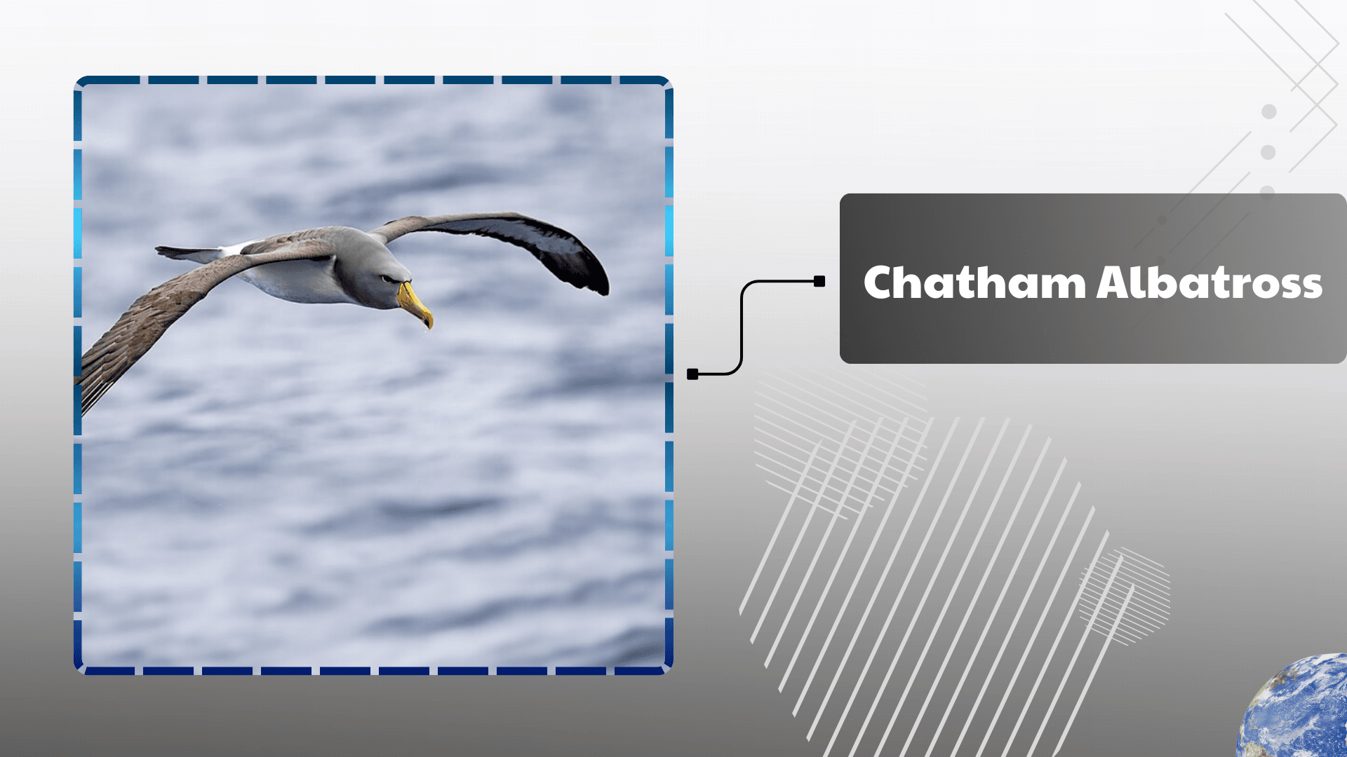 Chatham-Albatross