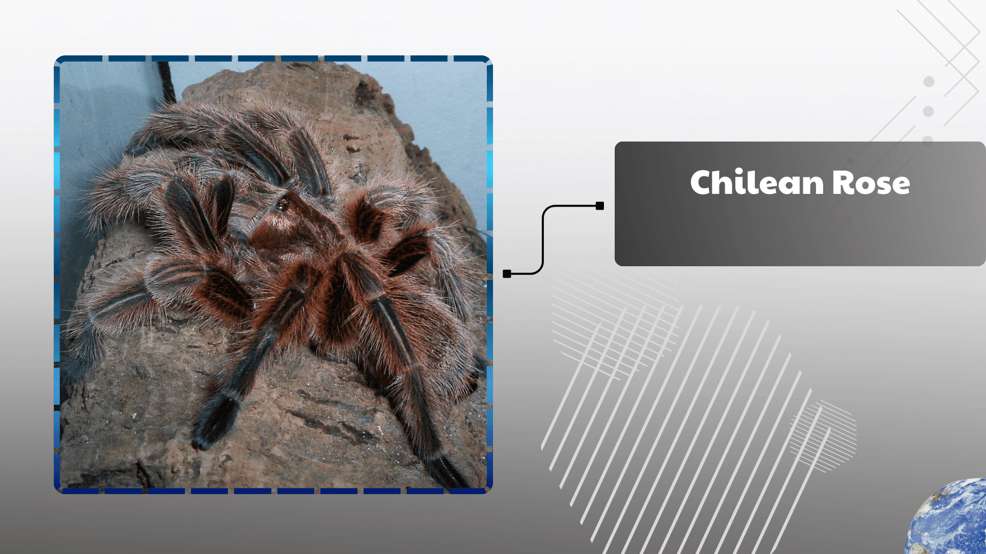 Chilean Rose Tarantula