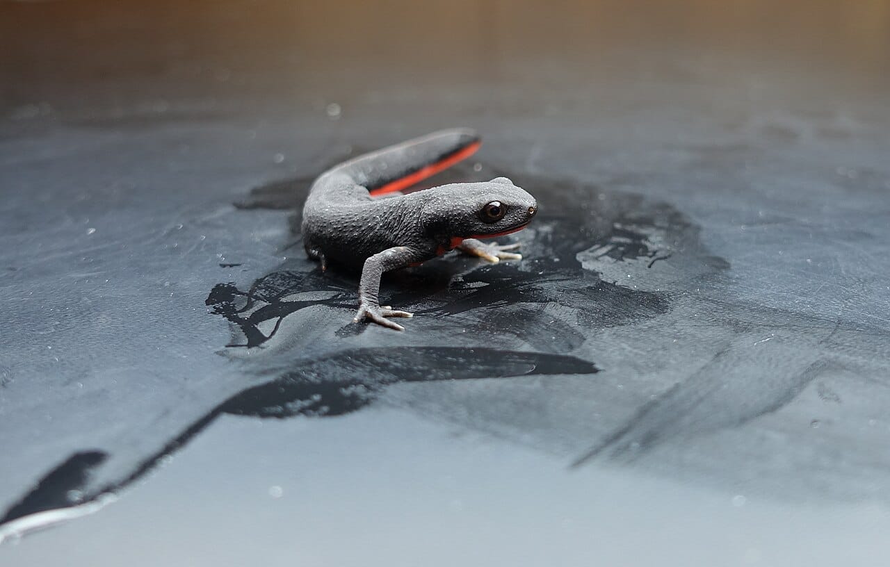 Chinese Fire‑bellied Newt