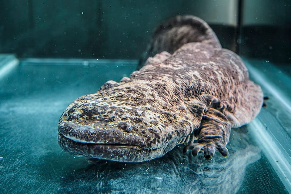 Chinese-Giant-Salamander