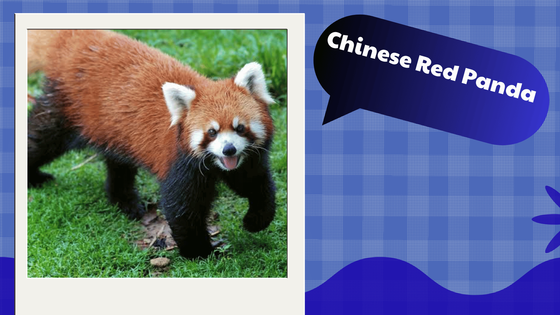 Chinese Red Panda