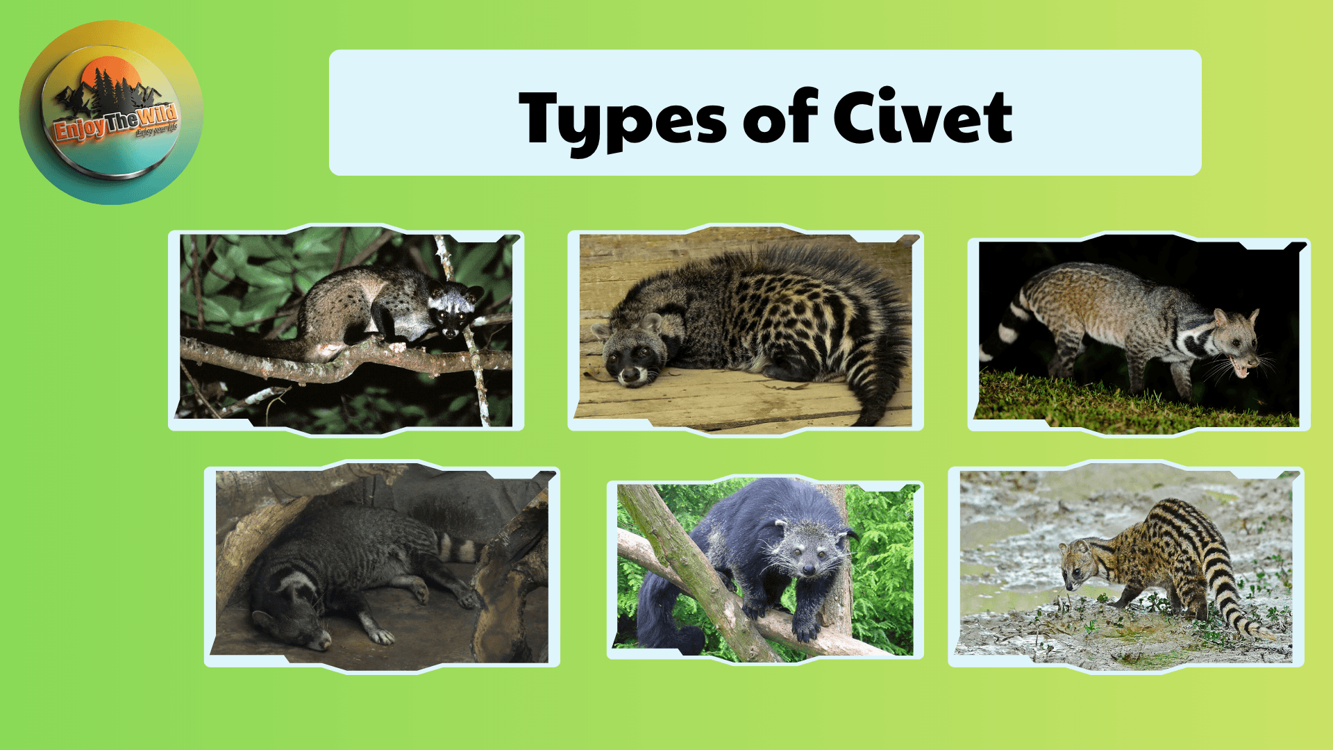 Civet