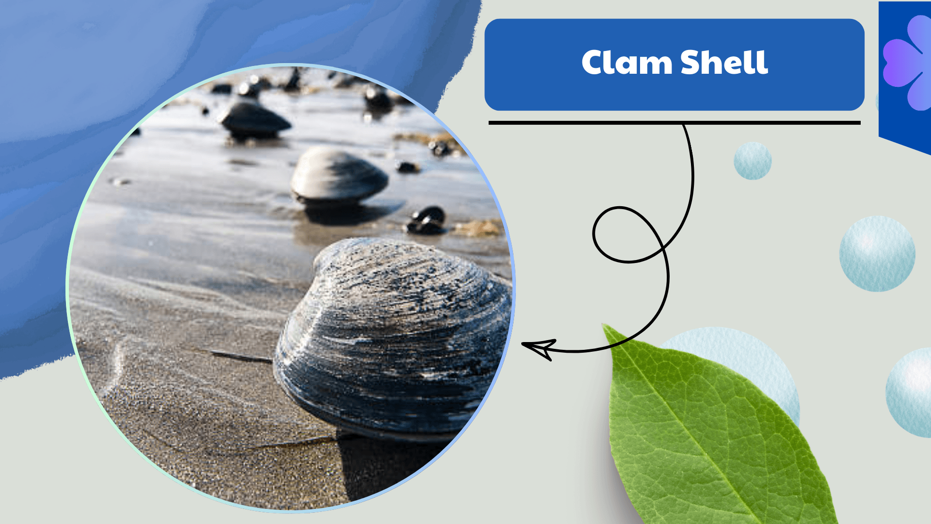 Clam-Shell