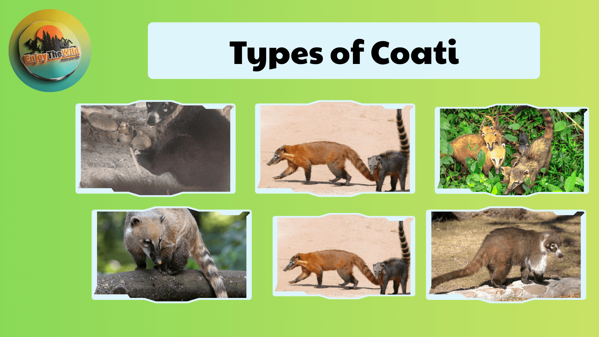 Coati
