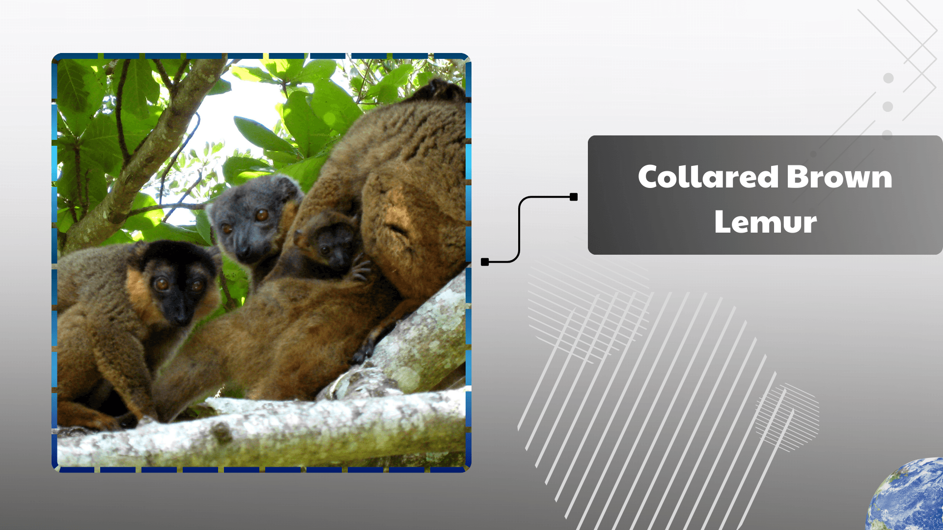 Collared-Brown-Lemur
