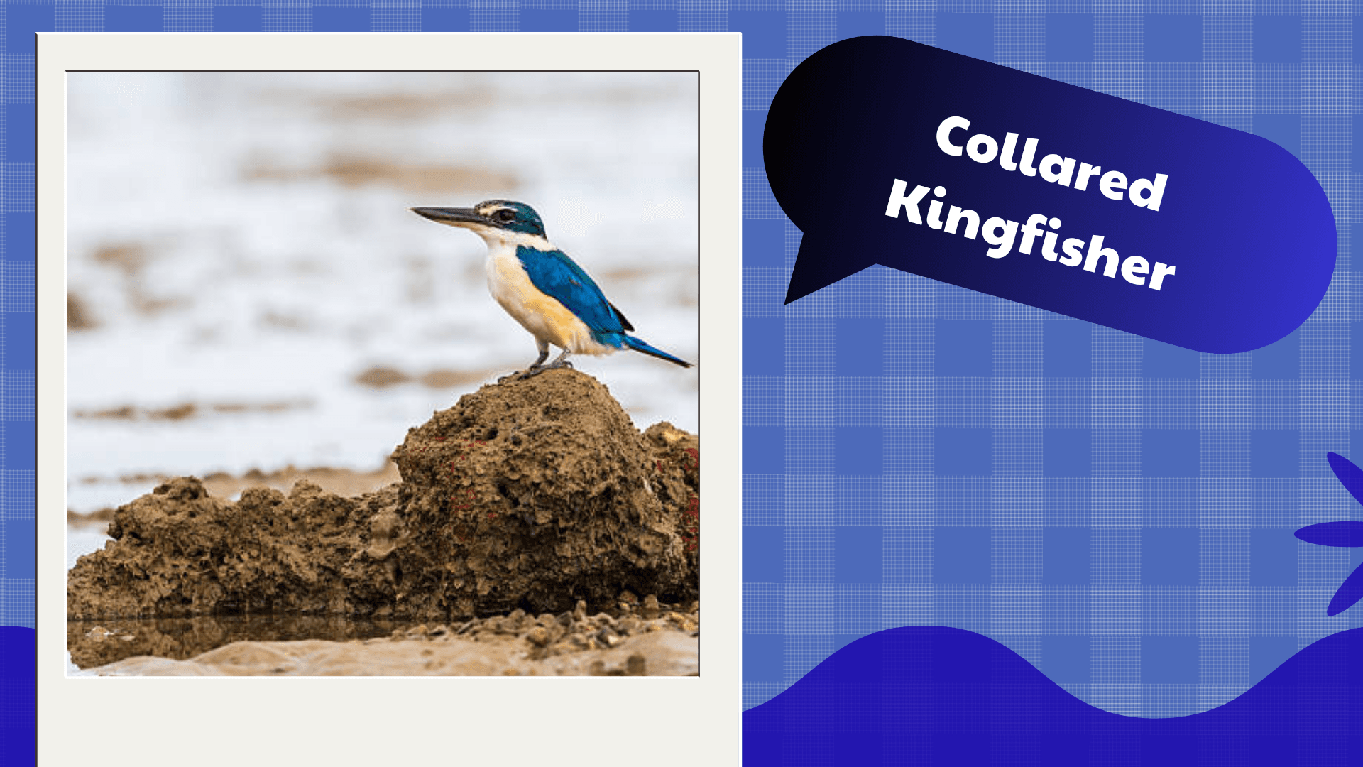 Collared Kingfisher
