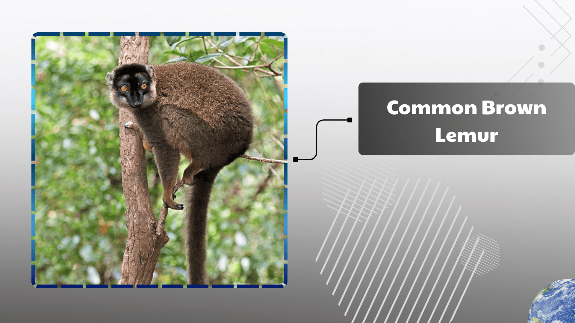 Common-Brown-Lemur