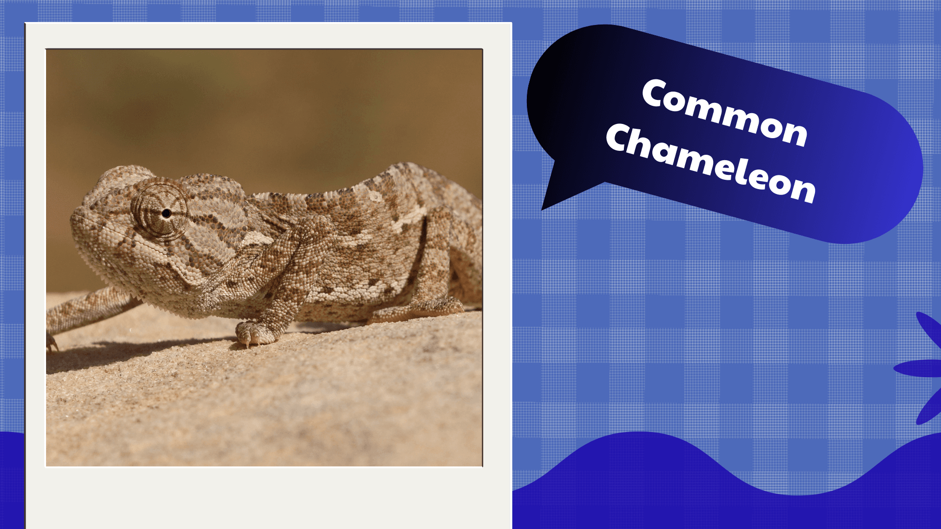 Common Chameleon