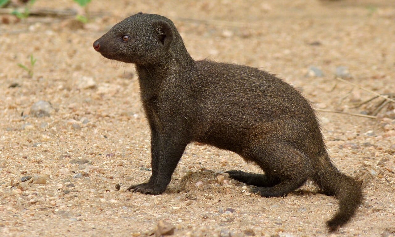 Common Dwarf Mongoose