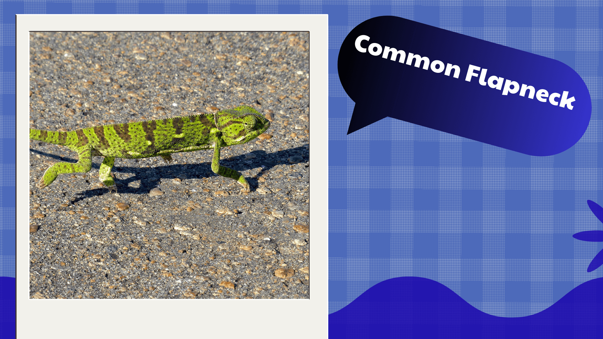 Common Flapneck Chameleon