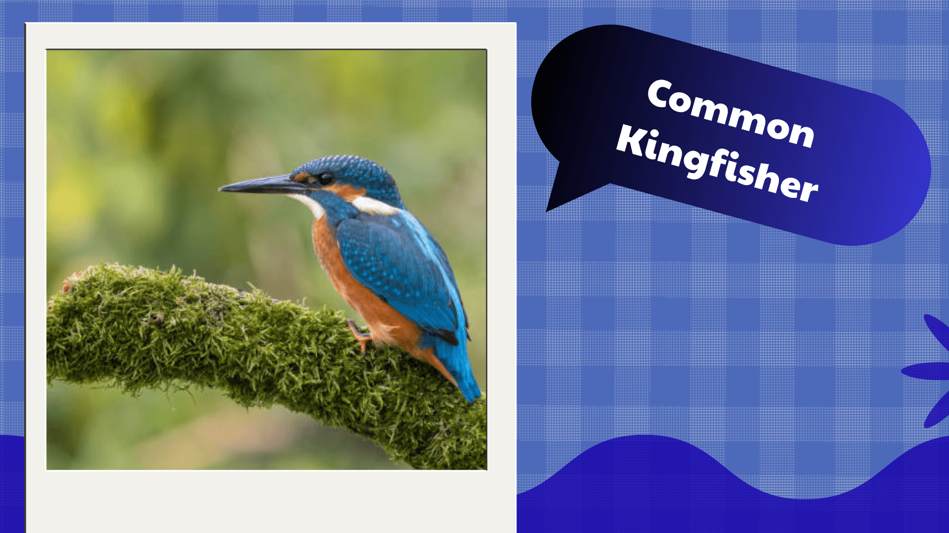 Common Kingfisher