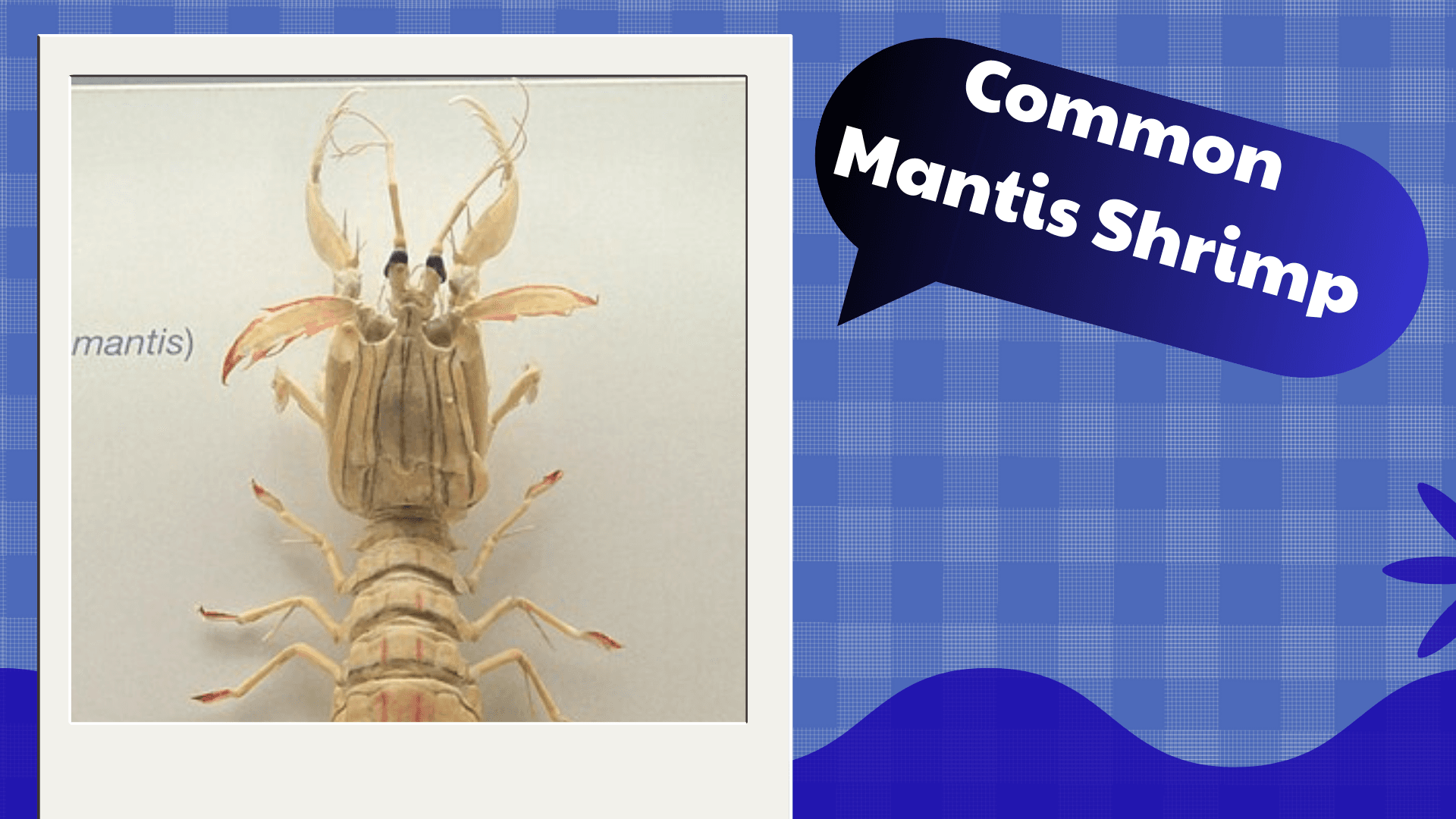 Common-Mantis-Shrimp