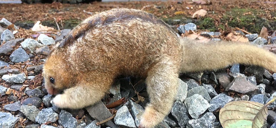 Common Silky Anteater