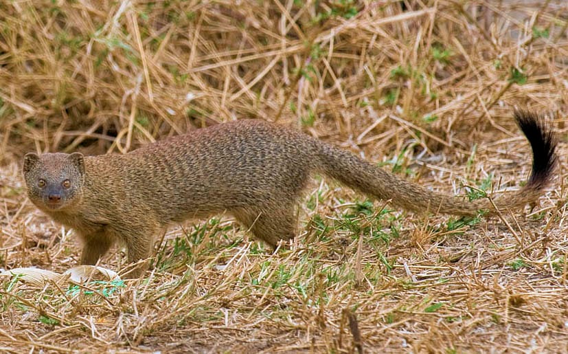 Common Slender Mongoose