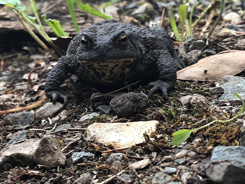 Common-Toad